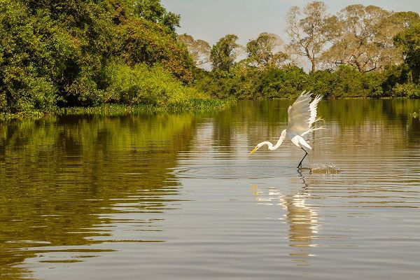 Brazil-Pantanal Great egret fishing